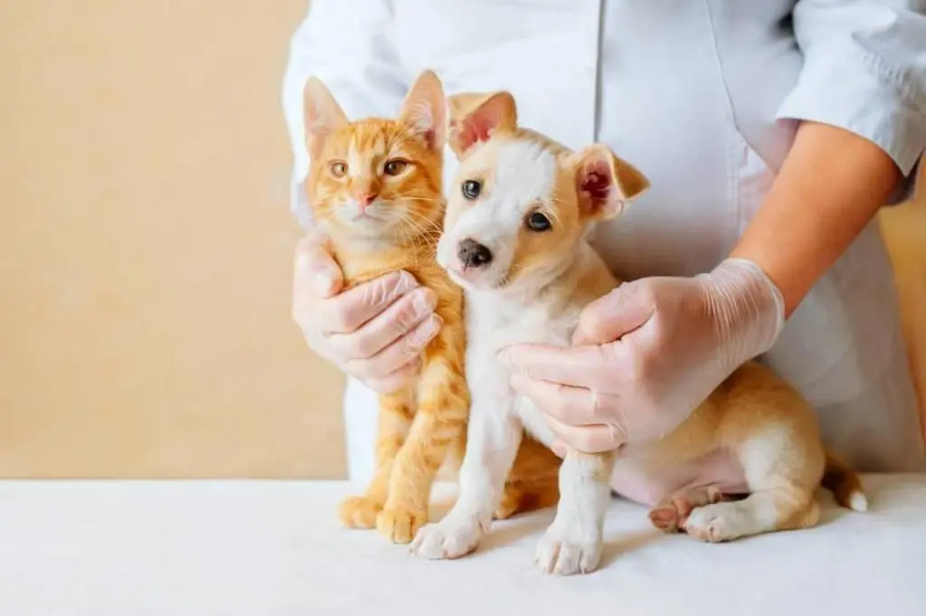 Muestra un veterinario con un perro y un gato